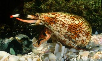 А как же конусы?