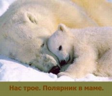 Стой смирно – мама добывает еду