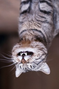 4 научно обоснованных способа, которыми котики продляют нам жизнь