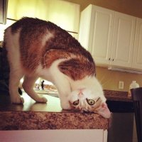 4 научно обоснованных способа, которыми котики продляют нам жизнь