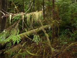 "...а сама местность труднодоступная и почти непроходимая..." 
Они в нашей тайге не были!