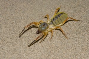 Вот еще фаланга, так же сфотана мною, тоже на юге Казахстана 3 года назад в июне, ну не смертельно опасна, но создаст много проблем, от заражения крови до смертельного исхода