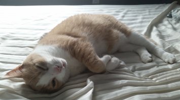 Вот примерно так-же :) Красивый котейка.
Вот мой. Досыпает, после того как меня разбудил.