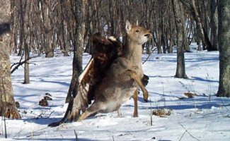 Борьба за выживание, охотники