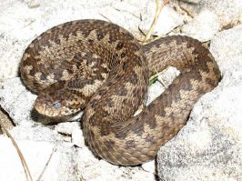 Еще один достойный представитель- гюрза (левантская гадюка)