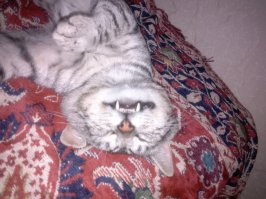 4 научно обоснованных способа, которыми котики продляют нам жизнь