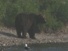 Рыбак на Кунашире )))