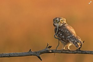 Настоящие шедевры в фотошопе не нуждаются