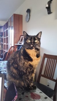 Вот моя докторша. Когда у меня ночью во сне начинает болеть голова, она будит меня, лижет именно ту часть лба, где зарождается мигрень. И я вовремя успеваю принять лекарство.