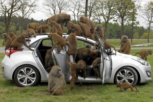 Свежая подборка автоприколов