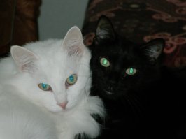 Мои кошаки.Белый-кот Миша,черная-кошка Маша.:)