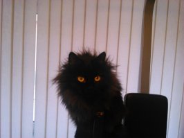 15 черных котов - двойников дракончика Беззубика