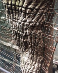 из той же серии