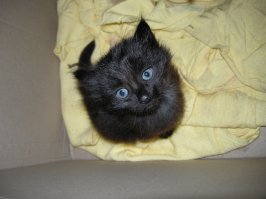 Да да да... есть такое в чёрных кошках )))