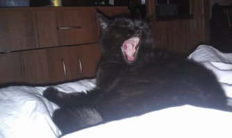 15 черных котов - двойников дракончика Беззубика