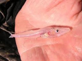 А как же вы забыли голомянку?
Голомянки (лат. Comephorus) — род рыб семейства Голомянковые, включающий два вида. Это прозрачные рыбы без чешуи и плавательного пузыря..