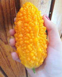 Сам ты недопонимание. Это Момордика (Индийский гранат).