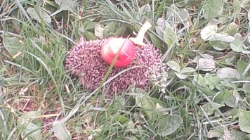 про ежика :)