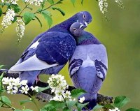 ....."Это у нас голуби серые и брутально-мрачно-фатальные, словно предвестники уныния...."...:)

Источник:  © Fishki.net