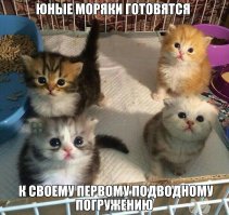 15 черных котов - двойников дракончика Беззубика