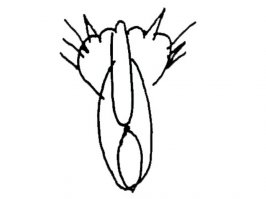 10 лучших экранных котов и кошек  (11 фото)