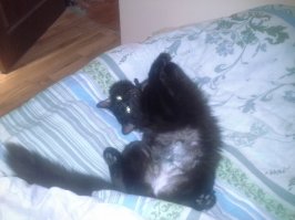 15 черных котов - двойников дракончика Беззубика