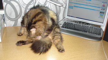 15 черных котов - двойников дракончика Беззубика