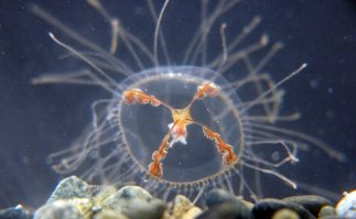 Про медуз забыли...