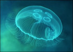 Про медуз забыли...