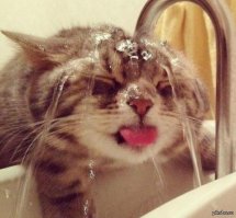 Исчерпывающий фотоотчет по борьбе с жарой