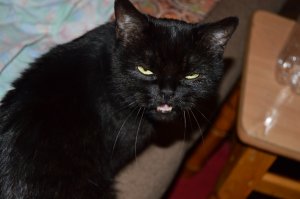 15 черных котов - двойников дракончика Беззубика