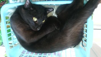 15 черных котов - двойников дракончика Беззубика