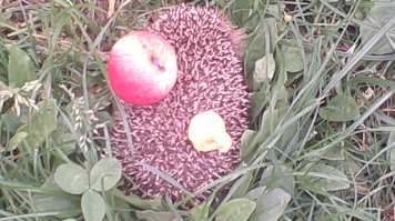 Я так пришел