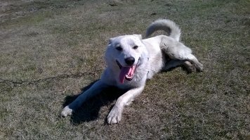 история такая: один родственничек слезно выпросил Дружка на выпаса пасти скотину, а по осени уехал тихой сапой в город на заработки и собаку вернуть "забыл".
мать, проходя мимо их ограды вдруг заметила истощавшего и лежачего Дружка на цепи, пришла домой в слезах, а отец принес его на руках домой... родители поняли, что кормить сразу пса нельзя - издохнет и повезли в ветеринарку с вопросом "что делать?", на что врачь ответил: кормите. поставили уколы с витаминами и начали кормить реально с ложечки. выходили. и вдруг Дружок исчез... мать снова увидела его на цепи у родственничков, зашла, отцепила и привела домой - теперь с ограды не выпускаем - только на поводке или под конвоем.