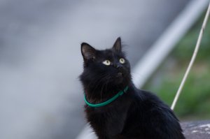 15 черных котов - двойников дракончика Беззубика