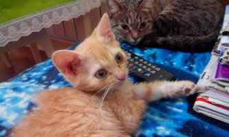 Около трёх недель назад подобрал на дороге похожего блохастика... Не смог проехать мимо... Кошка приняла как родного... Пусть живёт. :)