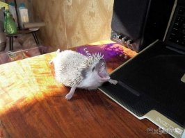 Смешные картинки из соц.сетей