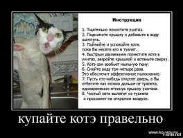 Купание кота, как вид боевого искусства