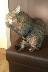 после мытья они снова моются, не доверяют))