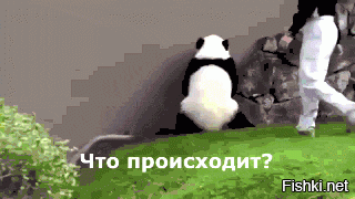 Гифки дня