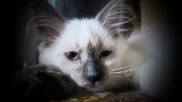 15 черных котов - двойников дракончика Беззубика