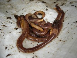 это ж на какую рыбу в Австралии такая наживка?