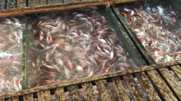 Кормят Тилапию куриным и свиным Дерьмом !
Садки в реке Меконг !