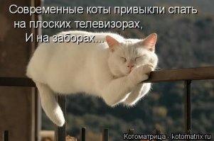 Всё для котеек