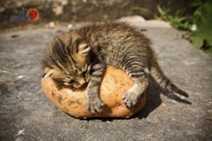 картошечка милая...