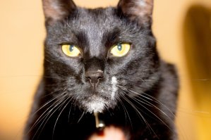 а это мой кокаиновый дракон