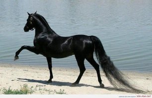 Красота и грация