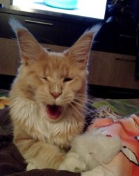 Смешные забавные животные