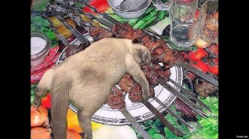 Смешные забавные животные