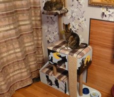 Моя семья тоже помешана на котах. Дом им соорудил.